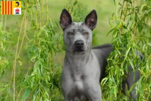Read more about the article Thai Ridgeback breeders and puppies in Provence-Alpes-Côte d’Azur