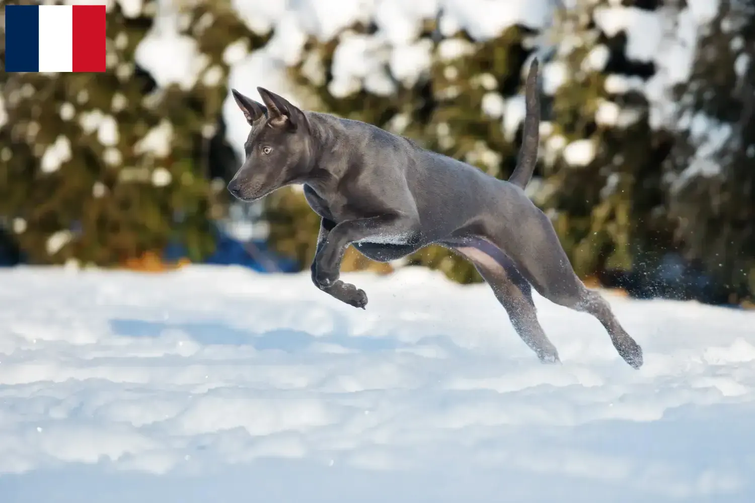 Read more about the article Thai Ridgeback breeders and puppies on Réunion