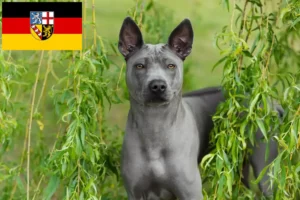 Read more about the article Thai Ridgeback breeders and puppies in Saarland