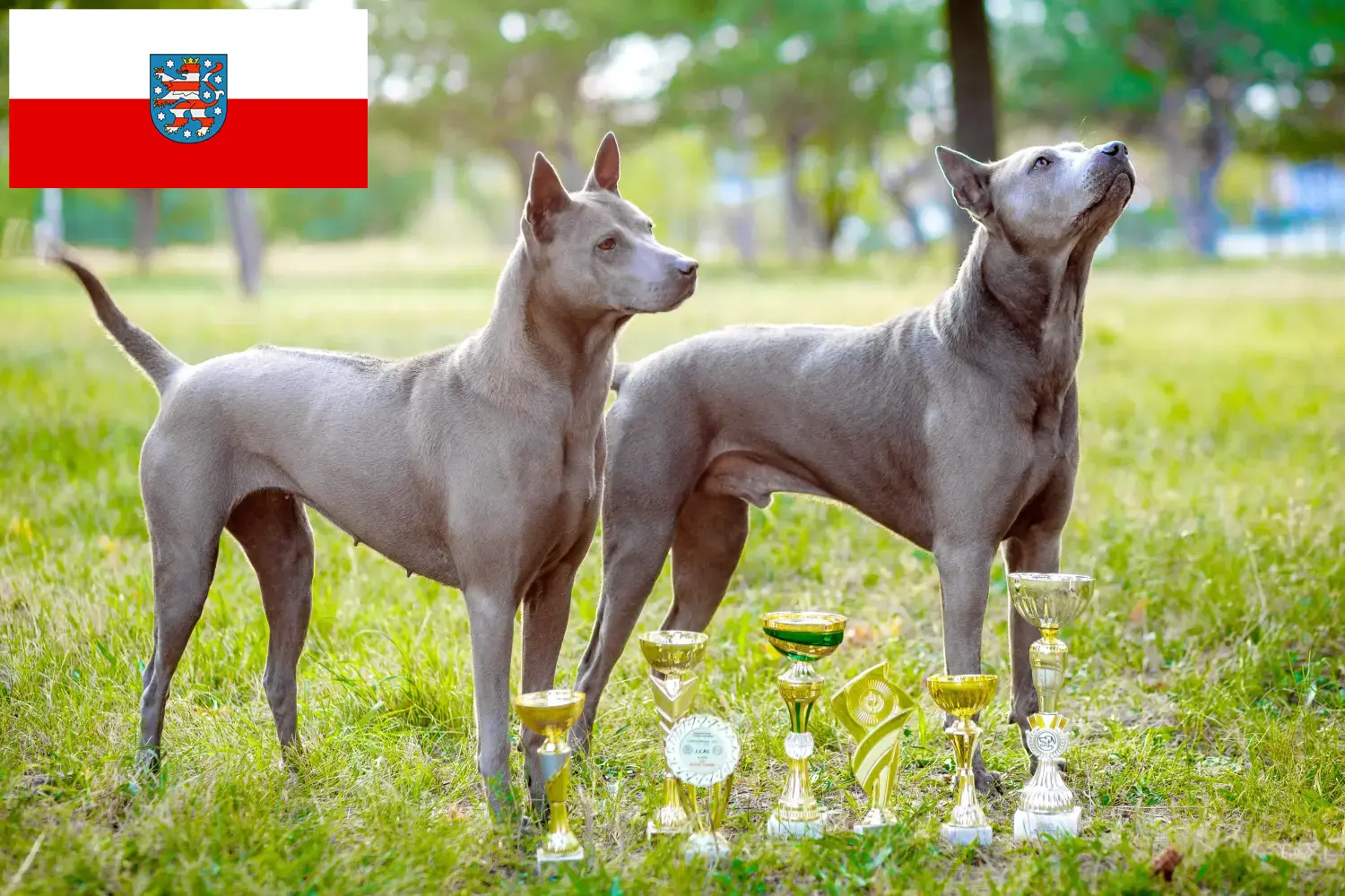 Read more about the article Thai Ridgeback breeders and puppies in Thuringia