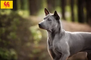 Read more about the article Thai Ridgeback breeders and puppies in Walloon Region