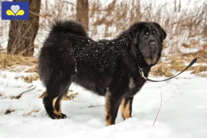 Read more about the article Tibetan Mastiff breeders and puppies in Brussels-Capital Region