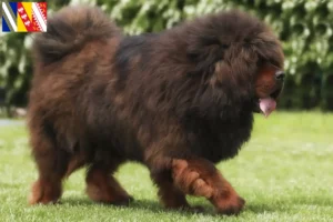 Read more about the article Tibetan Mastiff breeders and puppies in Grand Est