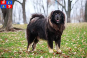 Read more about the article Tibetan Mastiff breeders and puppies in Hradec Králové