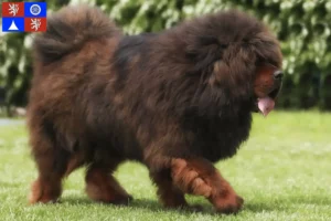 Read more about the article Tibetan Mastiff breeder and puppies in Liberec