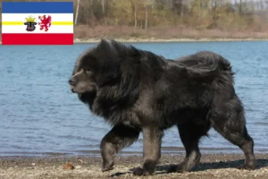 Read more about the article Tibetan Mastiff breeders and puppies in Mecklenburg-Vorpommern