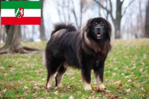 Read more about the article Tibetan Mastiff breeders and puppies in North Rhine-Westphalia