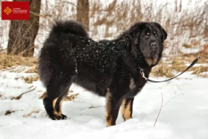 Read more about the article Tibetan Mastiff breeders and puppies in Occitania