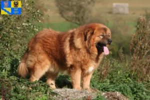 Read more about the article Tibetan Mastiff breeder and puppies in Olomouc
