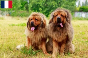 Read more about the article Tibetan Mastiff breeders and puppies in Réunion