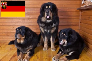Read more about the article Tibetan Mastiff breeders and puppies in Rhineland-Palatinate