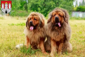 Read more about the article Tibetan Dog breeder and puppies in Salzburg