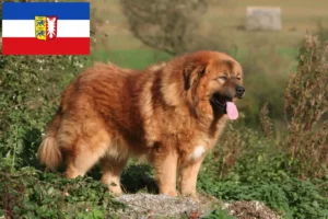 Read more about the article Tibetan Dog breeder and puppies in Schleswig-Holstein