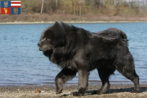 Read more about the article Tibetan Mastiff breeders and puppies in South Moravia