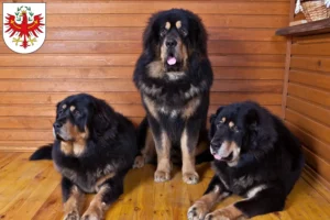 Read more about the article Tibetan Mastiff breeders and puppies in Tyrol