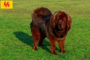 Read more about the article Tibetan Mastiff breeders and puppies in Walloon Region