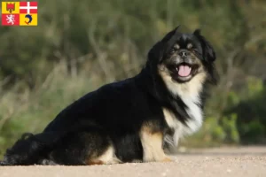 Read more about the article Tibetan Spaniel breeders and puppies in Auvergne-Rhône-Alpes