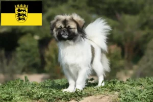 Read more about the article Tibetan Spaniel breeders and puppies in Baden-Württemberg