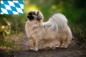 Read more about the article Tibetan Spaniel breeders and puppies in Bavaria