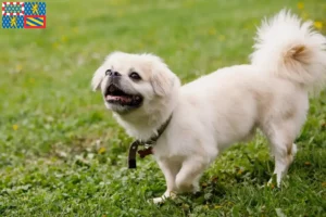 Read more about the article Tibetan Spaniel breeders and puppies in Bourgogne-Franche-Comté