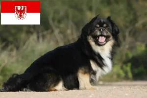 Read more about the article Tibetan Spaniel breeders and puppies in Brandenburg