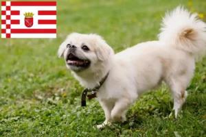 Read more about the article Tibetan Spaniel breeder and puppies in Bremen