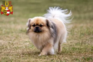 Read more about the article Tibetan Spaniel breeders and puppies in Carinthia