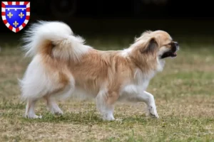 Read more about the article Tibetan Spaniel breeders and puppies in Centre-Val de Loire