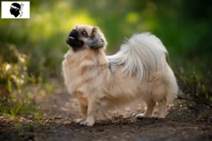 Read more about the article Tibetan spaniel breeders and puppies in Corsica