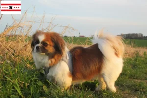 Read more about the article Tibetan Spaniel breeders and puppies in Drenthe