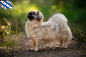 Read more about the article Tibetan Spaniel breeder and puppies in Friesland