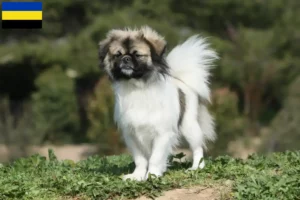 Read more about the article Tibetan Spaniel breeders and puppies in Gelderland