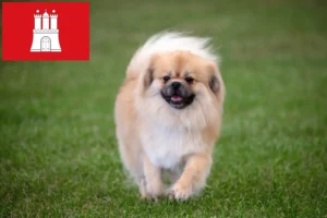 Read more about the article Tibetan Spaniel breeder and puppies in Hamburg