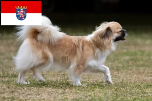 Read more about the article Tibetan Spaniel breeders and puppies in Hessen