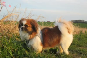 Read more about the article Tibetan Spaniel breeder and puppies in Hovedstaden