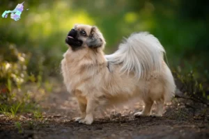 Read more about the article Tibetan Spaniel breeders and puppies in Nordjylland