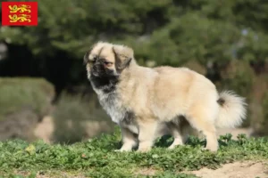Read more about the article Tibetan spaniel breeders and puppies in Normandy