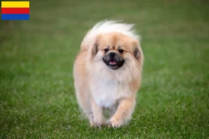 Read more about the article Tibetan Spaniel breeders and puppies in North Holland