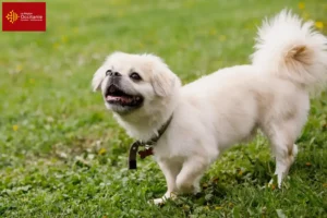 Read more about the article Tibetan spaniel breeders and puppies in Occitania