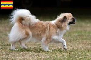 Read more about the article Tibetan Spaniel breeders and puppies in Overijssel