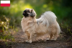 Read more about the article Tibetan Spaniel breeders and puppies in Poland
