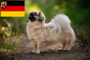 Read more about the article Tibetan Spaniel breeders and puppies in Rhineland-Palatinate