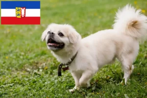 Read more about the article Tibetan Spaniel breeders and puppies in Schleswig-Holstein
