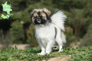 Read more about the article Tibetan Spaniel breeders and puppies in Sjælland