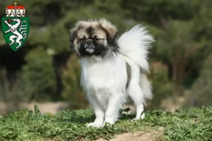 Read more about the article Tibetan Spaniel breeders and puppies in Styria