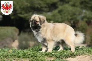 Read more about the article Tibetan Spaniel breeders and puppies in Tyrol