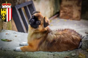Read more about the article Tibetan Spaniel breeders and puppies in Upper Austria