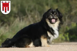 Read more about the article Tibetan Spaniel breeders and puppies in Vorarlberg