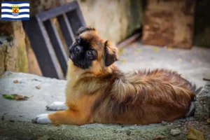 Read more about the article Tibetan Spaniel breeders and puppies in Zeeland