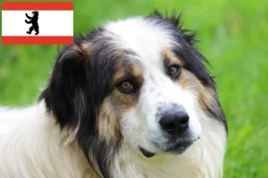 Read more about the article Tornjak breeders and puppies in Berlin